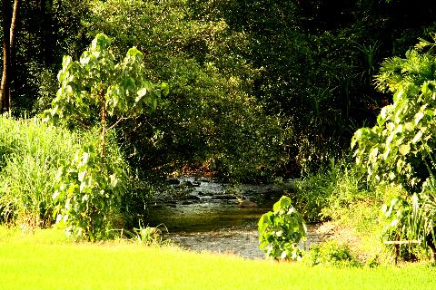 Agricultural Plantations in Goa - Download Goa Photos